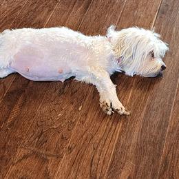 Cricket - Havanese