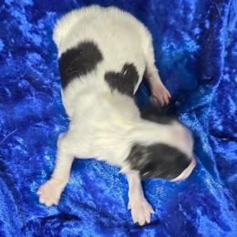 AKC - tri-color boy - White black and tan male Papillon puppy in Cadiz, Kentucky from Tiny Treasures Papillons