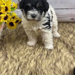 Dilute Retriever and Miniature Schnauzer Puppies from East Front Labradors & Treasure State Schnauzers