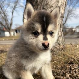(Astro)naut - Tri-color male Pomsky puppy in Valparaiso, Indiana from Valparaiso Pomskys