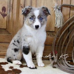 Coppertone - Blue merle female Australian Shepherd puppy in Grapeland, Texas from Smokin K Aussies