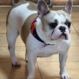 Stevie - French Bulldog