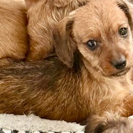 Boy 3 - Wheaten male Dachshund puppy in Sunman, Indiana from Whitney’s Weiners