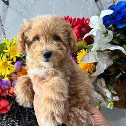 Sage - Apricot male Poodle puppy in Miami, Florida from Sakura Poodles