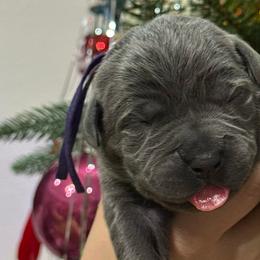 Girl 6 - Gray female Cane Corso puppy in Utah from 3Lake Kennelz