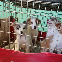Border Collie Puppies from Oddity Kennels