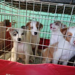 Border Collie Puppies from Oddity Kennels