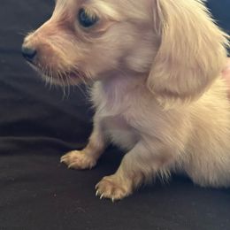 Boy 1 - Cream male Dachshund puppy in Abernathys Mill, Georgia from Kiser Creek Dachshunds