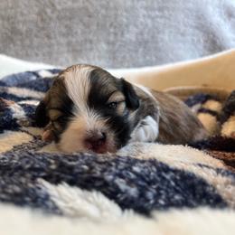 Robin - Chocolate sable female Havanese puppy in Starr, South Carolina from Home with Havanese