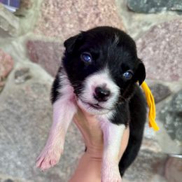 Solstice - Black tri-color male Australian Shepherd puppy in Kalamazoo County, Michigan from Loveland Kennels