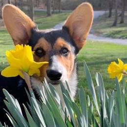 Pembroke Welsh Corgis from Chase's Corgis