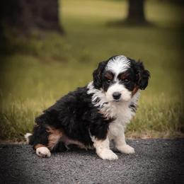 Aussiedoodle and Poodle Puppies from Lolo’s Aussiedoodle