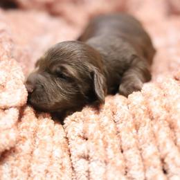 Sunny - Red female Dachshund puppy in Eaton, Ohio from Miniature Alphas Dachshunds