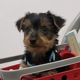 Yorkshire Terriers from TadaTotts