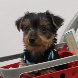 Yorkshire Terriers from TadaTotts