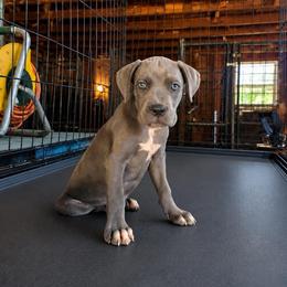 Pinky - Gray female Cane Corso puppy in Haslet, Texas from Trained To Go Corso Kennels (T.T.G. Corso Kennels)