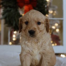 Comet - Golden male Golden Retriever puppy in Harriman, Tennessee from Grace Golden Retrievers