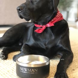 Labrador Retriever Puppies from Cary’s Buck Creek Retrievers
