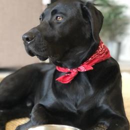 Labrador Retriever Puppies from Cary’s Buck Creek Retrievers
