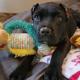 Cane Corso Puppies from Venom Cane Corsos