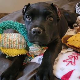 Cane Corso Puppies from Venom Cane Corsos