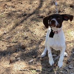 Lightning - German Shorthaired Pointer puppy in Bly, Oregon from Quail Paradise Kennel LLC