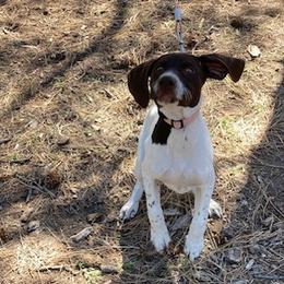 Lightning - German Shorthaired Pointer puppy in Bly, Oregon from Quail Paradise Kennel LLC