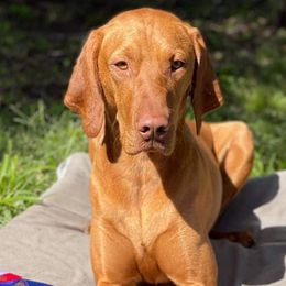 Vizslas from Arailek Vizslas