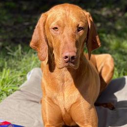 Vizslas from Arailek Vizslas
