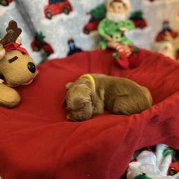 Acorn - Dark golden male Golden Retriever puppy in Sandy, Oregon from Treasured K-9s