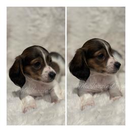 Chestnut (AKC) - Piebald male Dachshund puppy in Chehalis, Washington from McJazzin Doxies