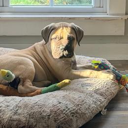 Curly - Fawn male Bullmastiff puppy in Gaston, Indiana from Fernandes’ Guardians Bullmastiff and French Bulldogs