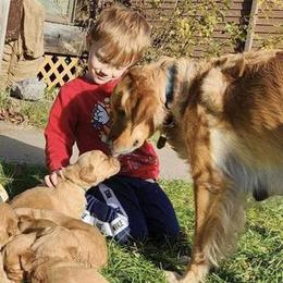 Golden Retriever Puppies from Aurora's Northern Goldens