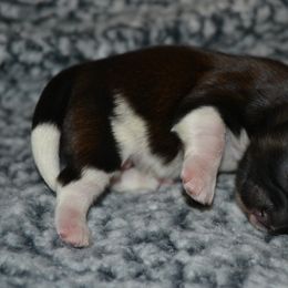 Shih Tzu Puppies from Moore Shih Tzus