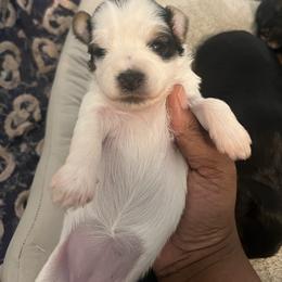 Maggie - Parti female Yorkshire Terrier puppy in Gastonia, North Carolina from Precious pups dynasty kennel