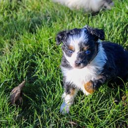 Australian Shepherd and Toy Australian Shepherd Puppies from Little Creek Ranch