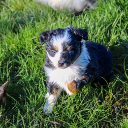 Australian Shepherd and Toy Australian Shepherd Puppies from Little Creek Ranch