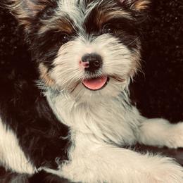 Sampson - Black tan and white male Biewer Terrier puppy in Tucson, Arizona from Great Scotts Biewers