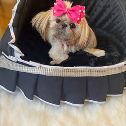 AKC Baby Doll Honey - Gold female Shih Tzu puppy in Los Angeles, California from LUXURY PAWS