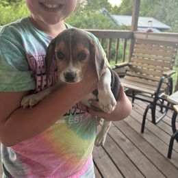 Puppy 1 - Brown white and tan male Beagle puppy in Martinton, Illinois from Iroquois River Beagles