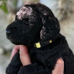 Goldendoodles from Coyote Ranch Goldendoodles