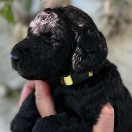 Goldendoodles from Coyote Ranch Goldendoodles