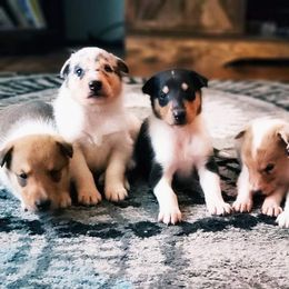 Collie and Rottweiler Puppies from Prairie Creek