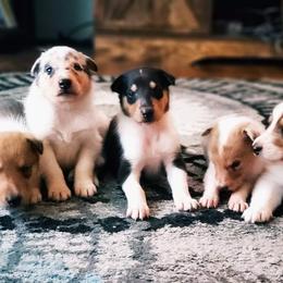 Collie and Rottweiler Puppies from Prairie Creek