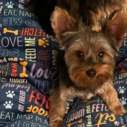 Yorkshire Terriers from L & L Yorkies