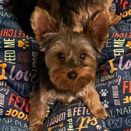 Yorkshire Terriers from L & L Yorkies