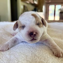 Poodle puppies from Kennison Lane Poodles
