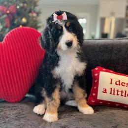 Winnie - Tri-color female Bernedoodle puppy in Harpers Ferry, West Virginia from Oso Perfect Poodles and Doodles