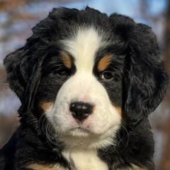 Katy- Purple Girl - Black rust and white Bernese Mountain Dog puppy in Madison Heights, Virginia from Farmdale Bernese Mountain Dogs