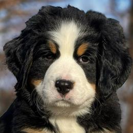 Katy- Purple Girl - Black rust and white Bernese Mountain Dog puppy in Madison Heights, Virginia from Farmdale Bernese Mountain Dogs